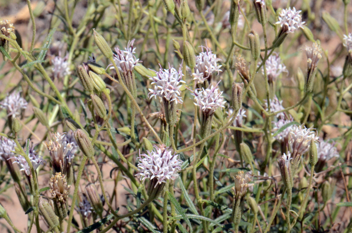 Desert Palafox is also called Desert Needles and Spanish Needles. This species is upright with multiple branches as shown in the photo and with green stems also as shown. Palafoxia arida